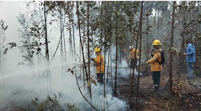 Medio Ambiente sofoca gran incendio forestal en la loma Los Arroyos