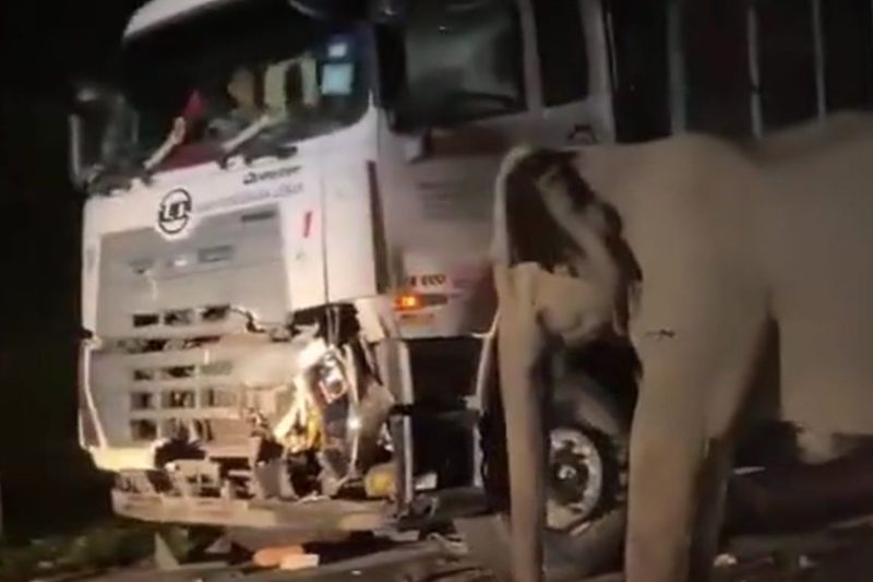 El duelo de una mamá elefanta tras perder a su cría