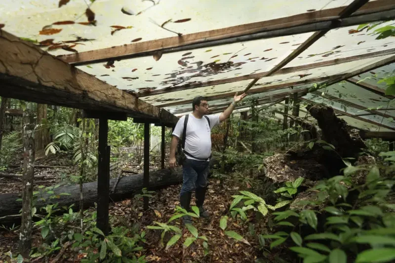 ¿Qué pasaría si la selva amazónica se secara? Este experimento dará algunas respuestas
