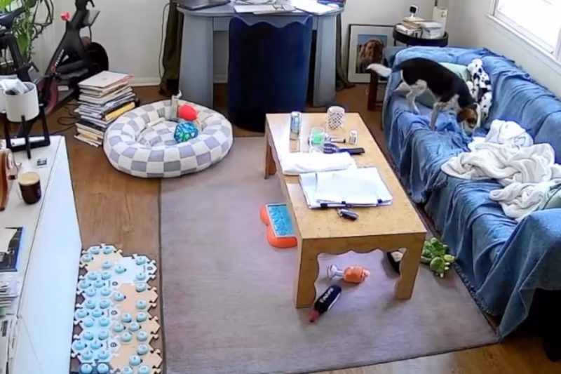 perro aprende a usar Alexa y le pide música