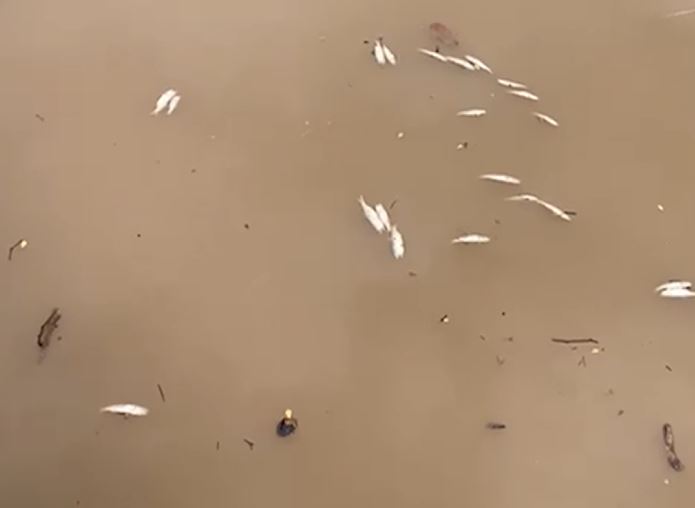 Medio Ambiente investiga la muerte de peces en el río Soco