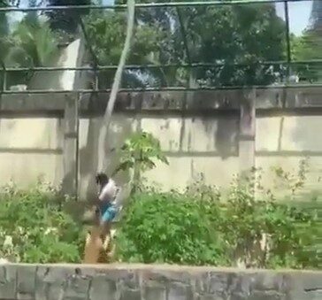 Muere joven tras ingresar a jaula de una leona en Brasil