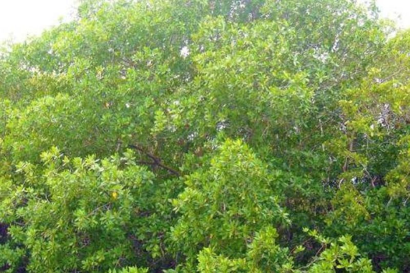 Experto cuestiona 6,500 permisos otorgados por Medio Ambiente