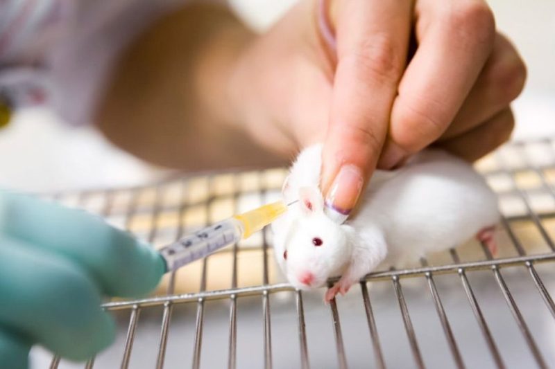 Un estudio con ratones revela que los daños de los azúcares artificiales pasan a los hijos