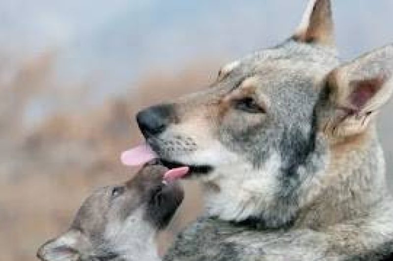 Pastora sobrevive ataque de lobo en Grecia tras luchar diez minutos