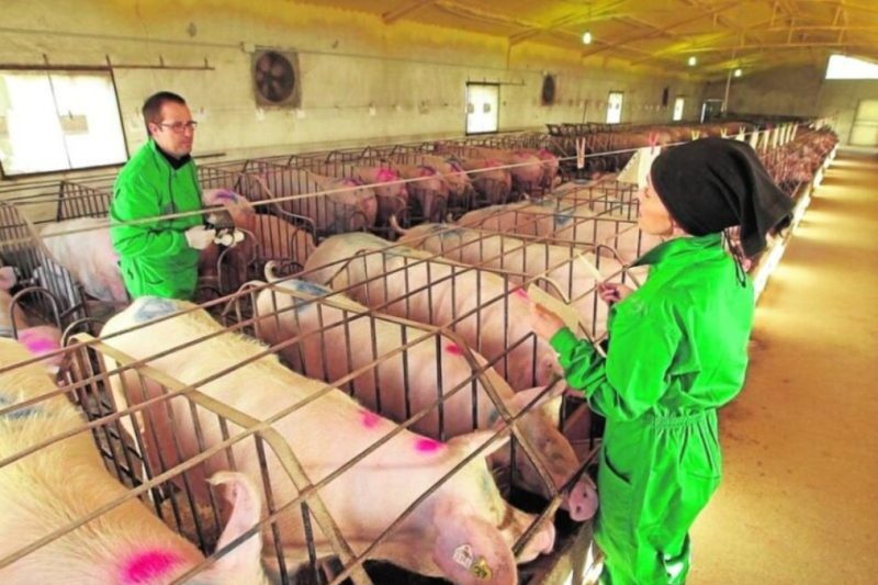 Técnico sugiere megaproyecto porcino 10 mil hembras en Sur
