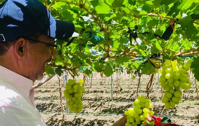 Uvas de San Juan llegan a supermercados de Santo Domingo y fortalecen producción local 