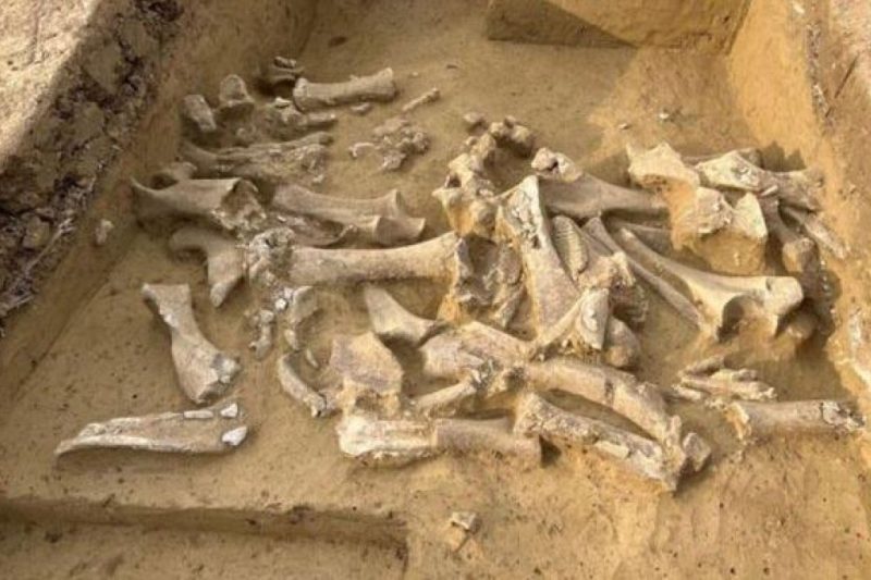 Hace 30,000 años, los humanos cazaban más hembras que machos de mamut