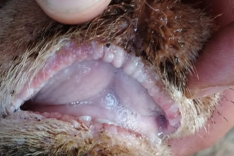 ¿Lengua azul en RD? Veterinario advierte riesgos para la ganadería y el comercio